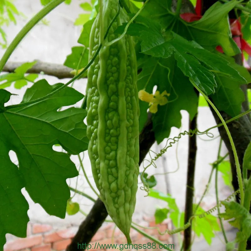 蔬菜配送涼瓜